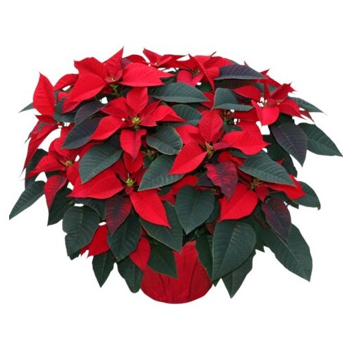 Poinsettia Red 10 inch